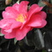 山茶花