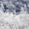 霧氷のアップ