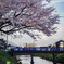 Cherry blossoms