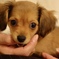 犬