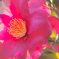 山茶花