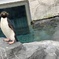 ペンギン