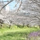 桜に囲まれて
