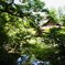 夏の寺池