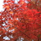 紅葉　昭和記念公園