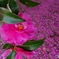 山茶花