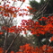 紅葉②