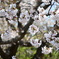 桜2019