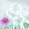 - La  beaute -  6  Fleurs