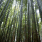 嵯峨野　竹林の小径 "嵐山"