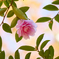 Lovely camellia