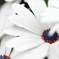 Open white