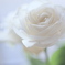 窓辺の白い薔薇