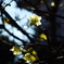 庭の花