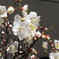 梅　開花　Ⅰ