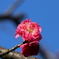 梅　開花　Ⅱ　（八重寒紅）