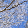 山散歩12  雪化粧と青い空。