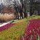 長居植物園 冬の花壇