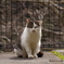 ねこさん