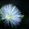 White powder puff