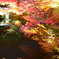池の中の紅葉