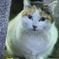 野良猫さん。