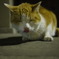 舌出し猫。