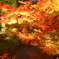 mirror pond