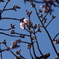 寒桜（これから）