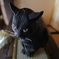 猫の置物