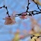 青空に映える寒桜