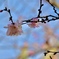 青空に映える寒桜