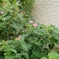 一つの花