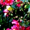 次はどの花にしようかな〜