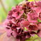 冬の紫陽花