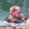 温泉とサル