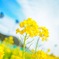 菜の花畑