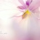 - La  beaute -   8   Pansy