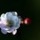 花舞台