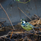 キバラガラ　雄幼鳥