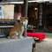 大悲閣の犬　－ さくら －
