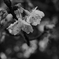 寒桜