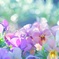 - La  beaute -   9   Viola