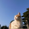 猫ちん