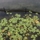 Water plant