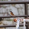 鳥発見