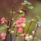 梅の花かな？