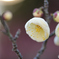梅の花