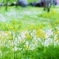 　春よ　来い　♪　