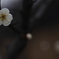 花　その126